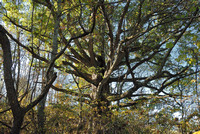 The Harrington Oak