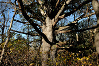 The Harrington Oak, 9 ft diameter