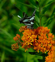 Party on the Butterfly Weed